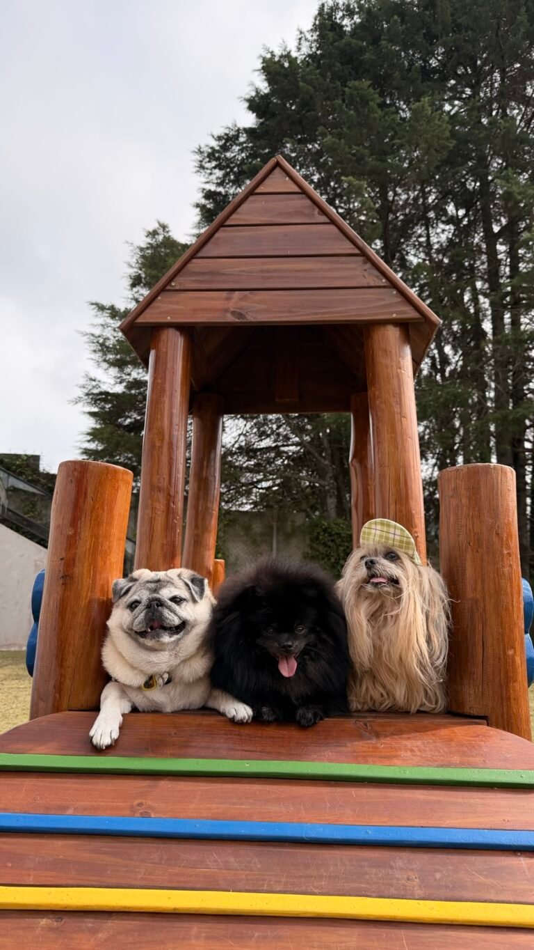Pousada Terrazzo Bonjardim – Pet Park, mimos e quintal privativo