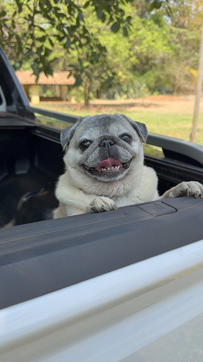 Guia DogFriendly 2026