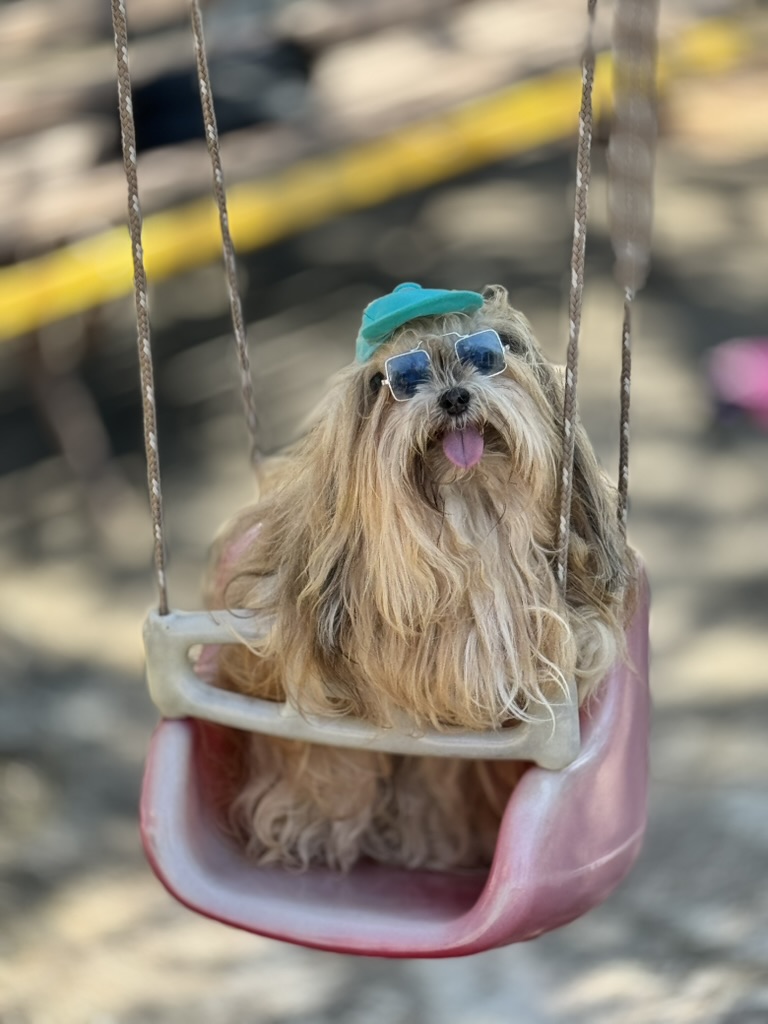 Guia DogFriendly 2024