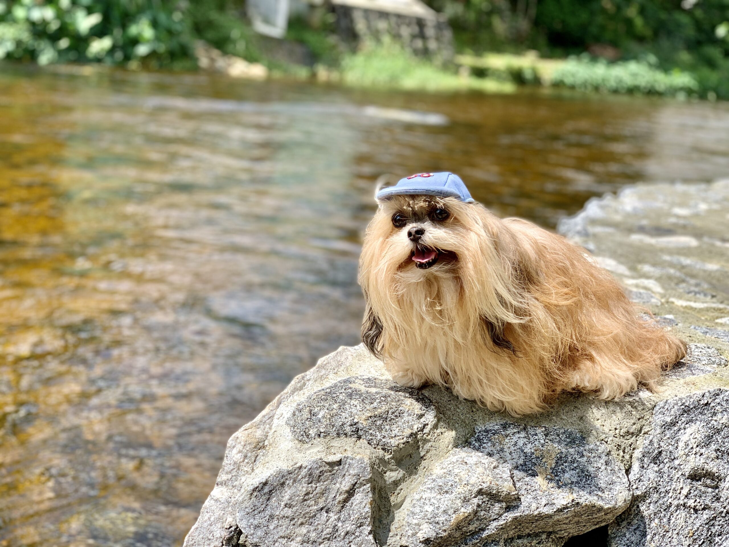 Guia DogFriendly 2019