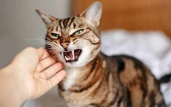 Entenda os riscos da Raiva e desmistifique os principais mitos sobre a vacinação de pets