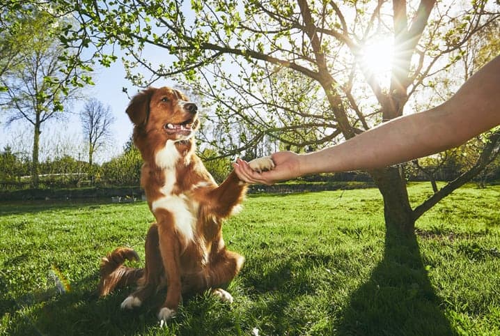 O que as patinhas revelam sobre a saúde dos pets